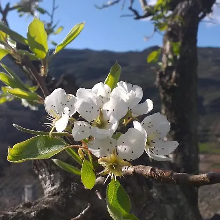 Quinta Da Timpeira 乡村民宿 *