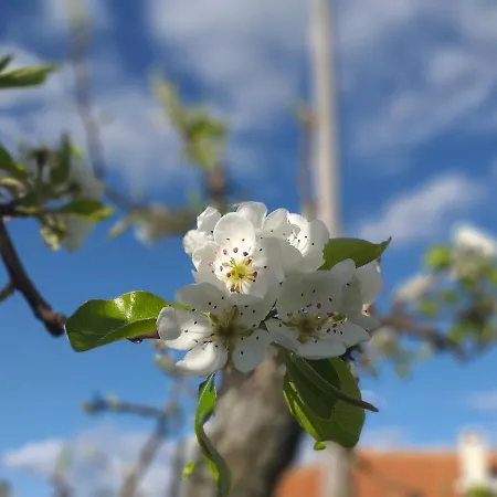 乡村民宿 Quinta Da Timpeira *