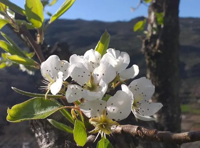 Quinta Da Timpeira 컨트리하우스 *
