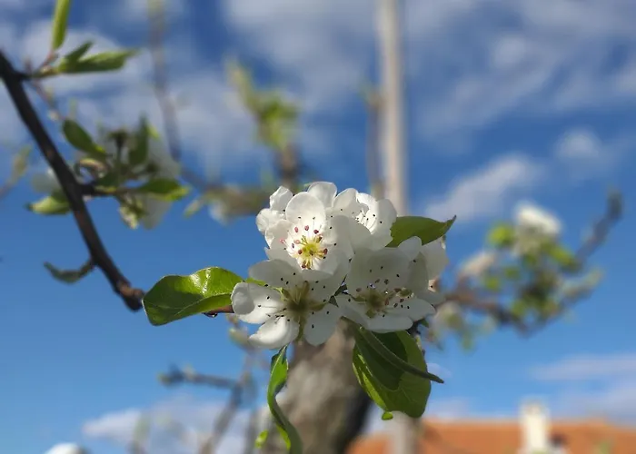 カントリーハウス Quinta Da Timpeira *